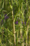 San Antonio false foxglove